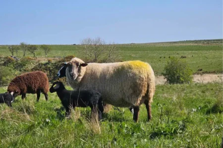 Nurturing Mental Wellness Through The Outdoors